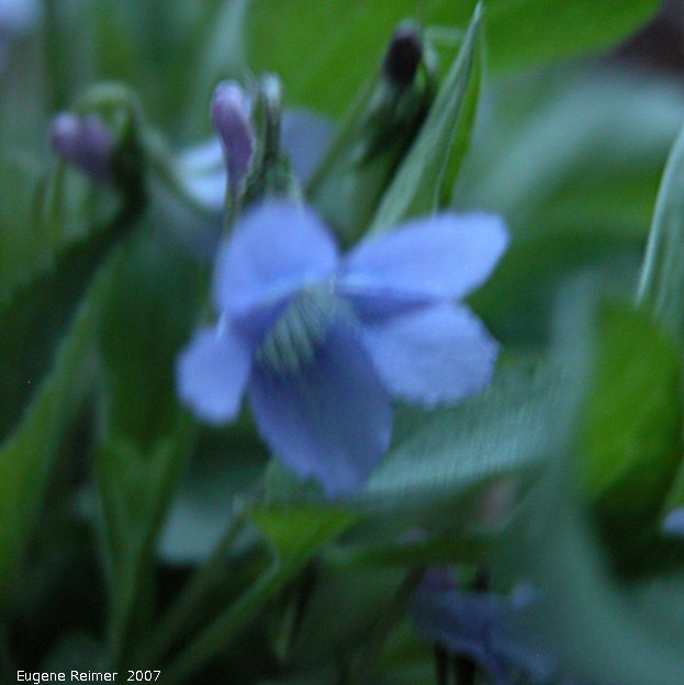IMG 2007-May24 at PineCreeCampground:  Early blue violet (Viola adunca) flower