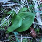 Amerorchis rotundifolia: in bud