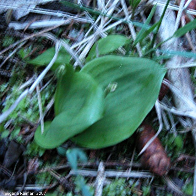 IMG 2007-May24 at PineCreeCampground:  Small round-leaved orchid (Amerorchis rotundifolia) in bud
