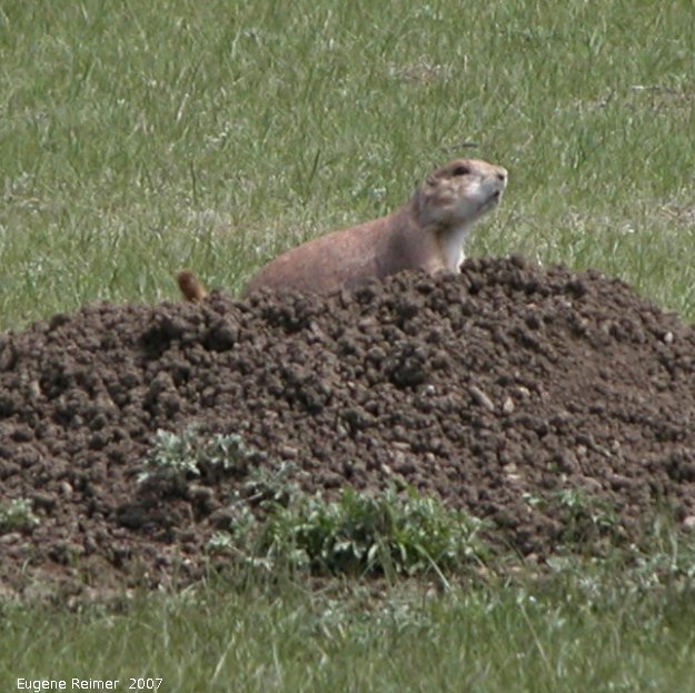 IMG 2007-May25 at Grasslands National-Park:  Black-tailed prairie-dog (Cynomys ludovicianus)
