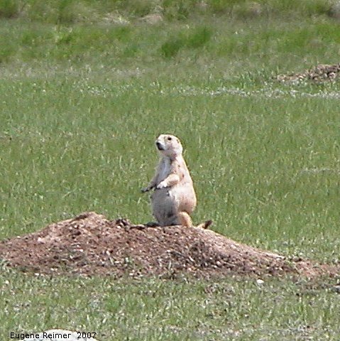 IMG 2007-May25 at Grasslands National-Park:  Black-tailed prairie-dog (Cynomys ludovicianus)