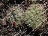Plains prickly-pear-cactus=Opuntia polyacantha: or Pincushion Cactus=Escobaria vivipara? unusual flower location