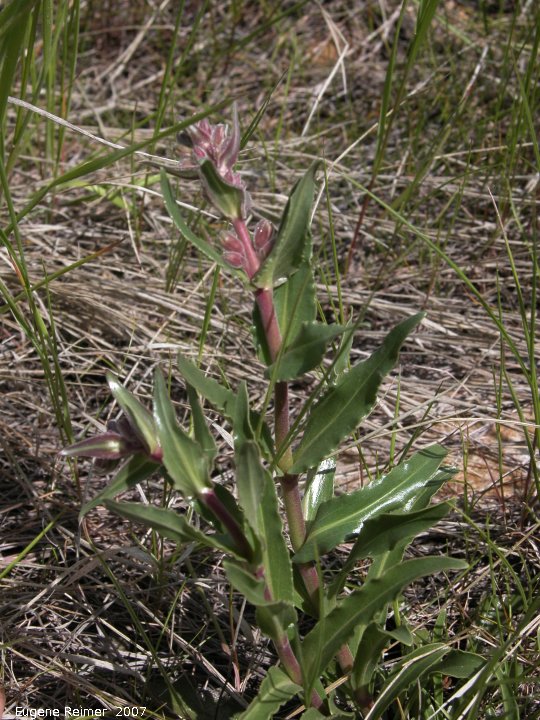 IMG 2007-May25 at Grasslands National-Park:  unidentified from house on butte