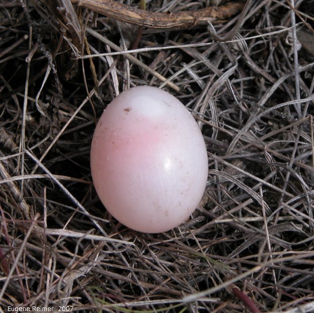 IMG 2007-May25 at Grasslands National-Park:  unidentified Bird (Aves sp) egg#2