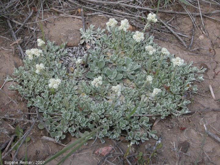 IMG 2007-May25 at Grasslands National-Park:  Small-leaf pussytoes=Low everlasting (Antennaria parvifolia)