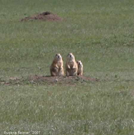 IMG 2007-May25 at Grasslands National-Park:  Black-tailed prairie-dog (Cynomys ludovicianus) threesome