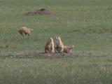 Prairie-dog: threesome and one scampering