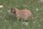 Prairie-dog: carrying nesting material?