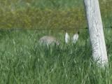 White-tailed jackrabbit: