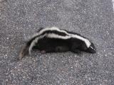 roadkill: Skunk