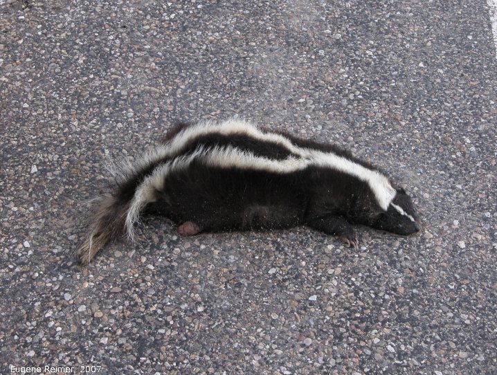 IMG 2007-May25 at highway north of Grasslands-Park:  roadkill Striped skunk (Mephitis mephitis)