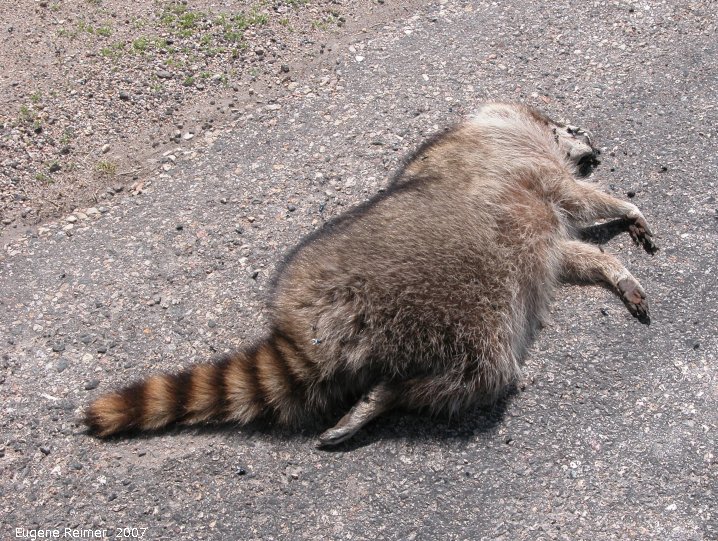 IMG 2007-May26 at Regina-to-Yorkton:  roadkill Raccoon (Procyon lotor)