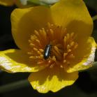 2007may27 at Yorkton-to-RidingMountainPark:  ? black-beetle on MarshMarigold