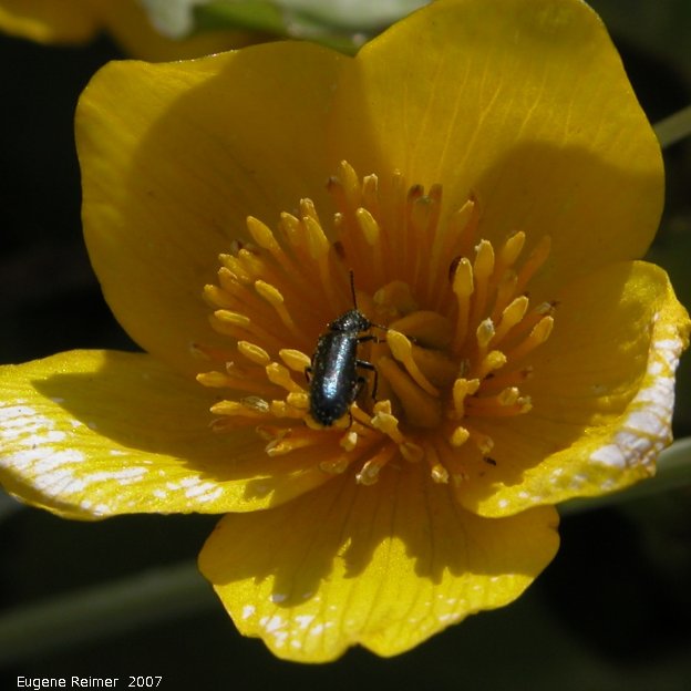 IMG 2007-May27 at Yorkton-to-RidingMountainPark:  unidentified black Beetle (Coleoptera sp) on Marsh marigold (Caltha palustris)