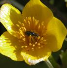 ?: black-beetle on MarshMarigold