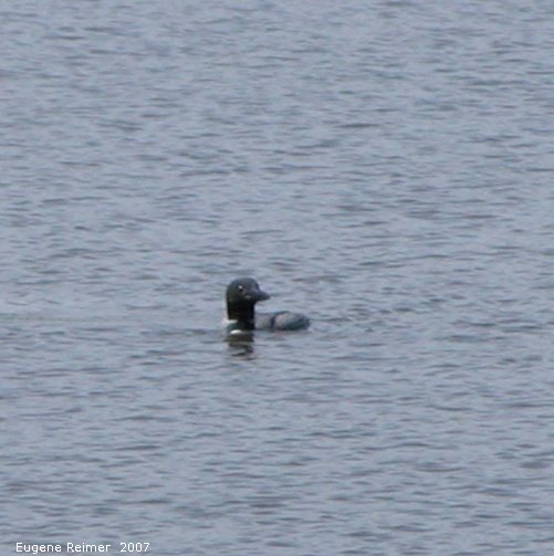 IMG 2007-May27 at RidingMountainNationalPark:&nbsp; Common loon (Gavia immer)