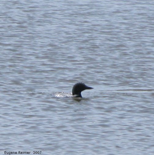 IMG 2007-May27 at RidingMountainNationalPark:&nbsp; Common loon (Gavia immer)