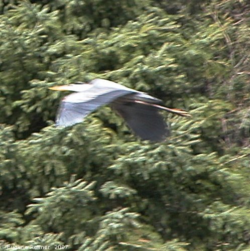 IMG 2007-May27 at RidingMountainNationalPark:  Great blue heron (Ardea herodias) in flight