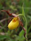 Yellow ladyslipper small-variety: