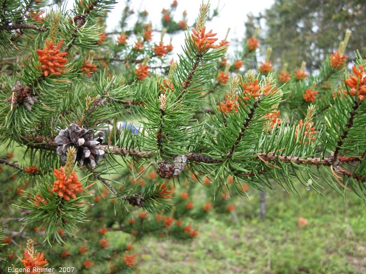IMG 2007-Jun06 at Woodridge:  Jack pine (Pinus banksiana)