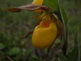 Yellow ladyslipper large-variety: closeup
