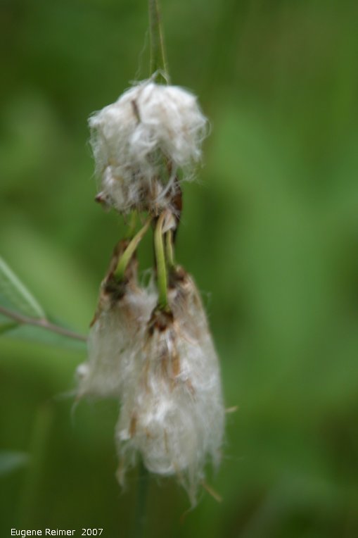 IMG 2007-Jun06 at Woodridge:  Cotton grass (Eriophorum angustifolium)