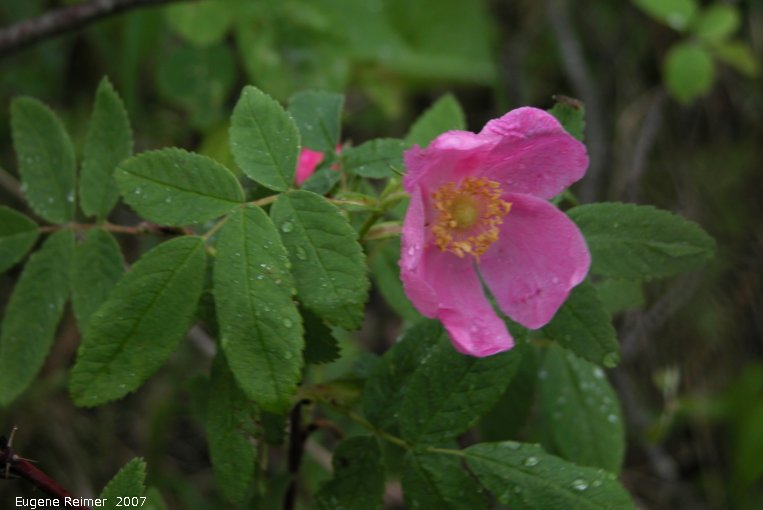 IMG 2007-Jun06 at Woodridge:  Prickly rose (Rosa acicularis)
