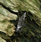 Spear-marked black moth=Rheumaptera hastata: or Rheumaptera subhastata
