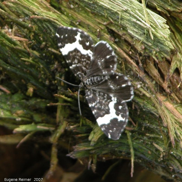 IMG 2007-Jun10 at Tunnel-Island near Kenora:  Spear-marked black moth (Rheumaptera hastata) or Rheumaptera subhastata