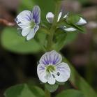 Thyme-leaved speedwell=Veronica serpyllifolia: flowers