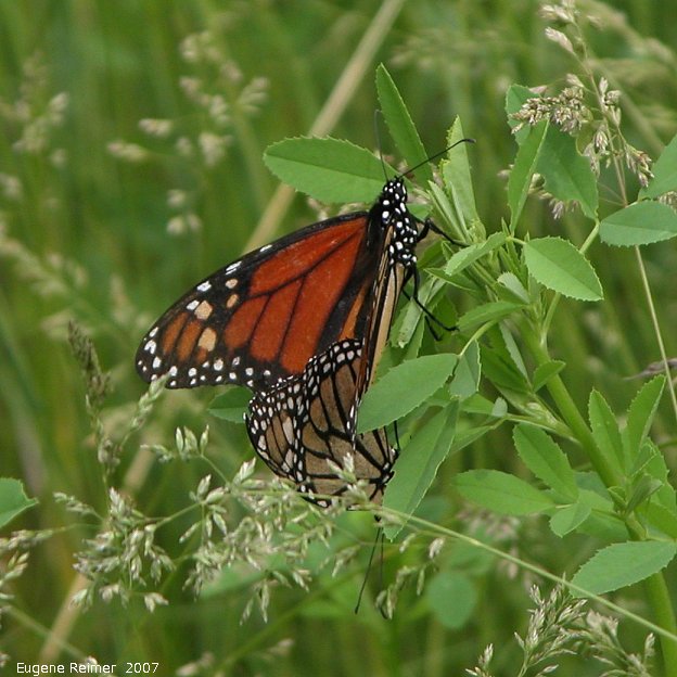 IMG 2007-Jun14 at Senkiw Bridge:  Monarch butterfly (Danaus plexippus) pair mating male on top