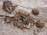 Carrion beetle: + Otter scat with crayfish remains