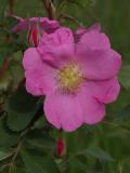 Prickly rose: dark form