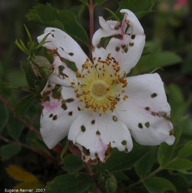 IMG 2007-Jun14 at Roseau River west of Senkiw Bridge:  Prickly rose (Rosa acicularis) white form eaten