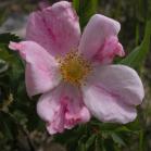 Prickly rose: streaked form