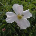 Prickly rose: white form