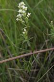 Northern bedstraw: flower-stalk from leaf-axil