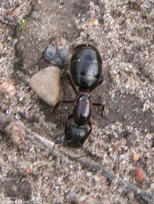 IMG 2007-Jun14 at Roseau River west of Senkiw Bridge:  Ant (Formicidae sp) queen