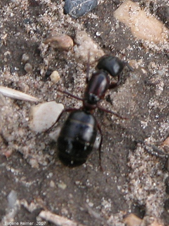 IMG 2007-Jun14 at Roseau River west of Senkiw Bridge:  Ant (Formicidae sp) queen