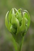 Western prairie fringed-orchid: buds