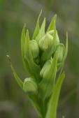 Western prairie fringed-orchid: buds