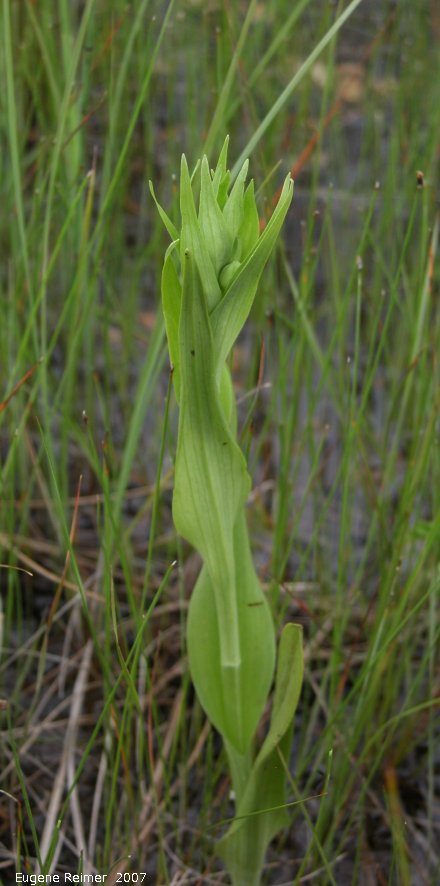 IMG 2007-Jun14 at TGPP:  Western prairie fringed-orchid (Platanthera praeclara) emerging
