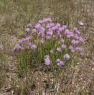 Wild chives=Allium schoenoprasum:
