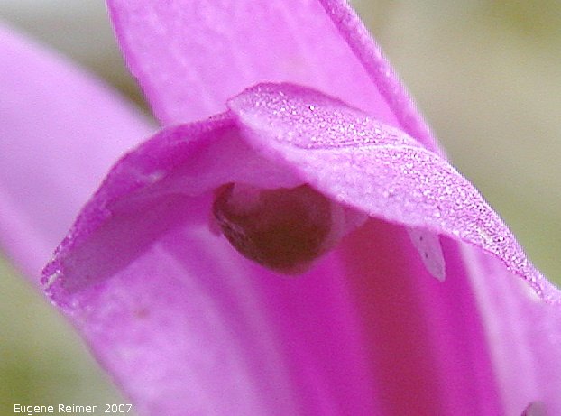 IMG 2007-Jun20 at Brokenhead-Wetland Stead-side:&nbsp; Dragons-mouth (Arethusa bulbosa) flower closeup