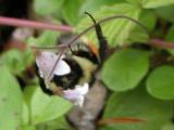 Bumblebee: on Twinflower