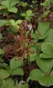Spotted coralroot autonym-variety=Corallorhiza maculata var maculata: pods