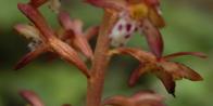 Spotted coralroot autonym-variety=Corallorhiza maculata var maculata: showing the absence of floral bracts