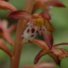 Spotted coralroot autonym-variety=Corallorhiza maculata var maculata: flower