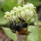 Bumblebee: on OneSidedWintergreen