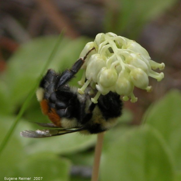 IMG 2007-Jun27 at Rd39E:  Bumblebee (Bombus sp) on One-sided wintergreen (Orthilia secunda)